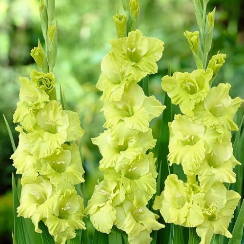 bulbi di gladioli ufficio decorazione ufficio giardino resistente decorazione interni letto elevato giardino rocce decorative 7pcs