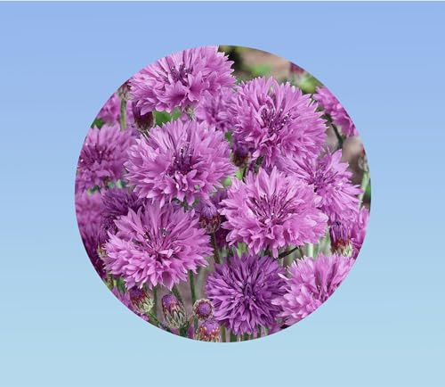 250 graines de fleurs centaurée cyanus 'mauve ball' — bleuet violet intense double annuel pour jardins champêtres, massifs et fleurs à couper