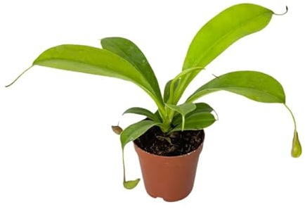 Nepenthes Alata Live Plant in 2 Pot - Carnivorous Live Plants - Easy to Grow Air Purifying Indoor House Plants Flowers for Home Office Wedding Decor & Birthday Gift (Heat Pack Included)