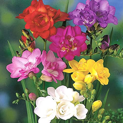 schoneSummer Flowering Garden Bulbs - Perennial – Ready for Planting Now - for Your Beautiful Garden (7X Xtra Large Freesia Double Mixed)