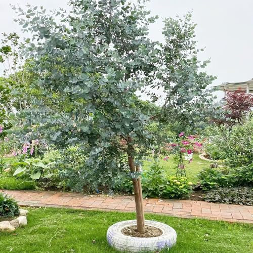 50 pcs eukalyptus baum samen - winterharte pflanzen für garten, kleines geschenk für frauen, pflanzensamen büropflanzen winterharte stauden mehrjährig, garten geschenk topfpflanzen