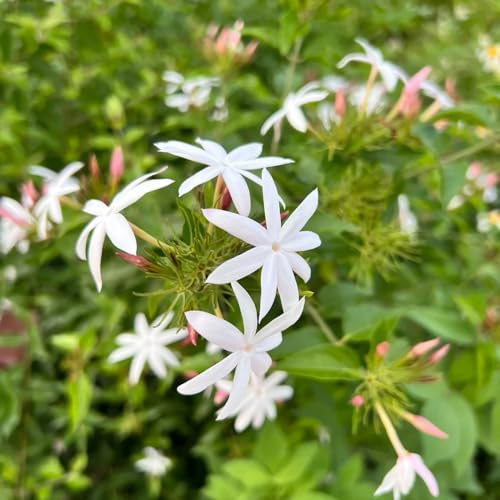 Semi di gelsomino, semi di farfalle decorazione del soggiorno rare perenni esotiche regali per gli amanti del giardino 150pcs
