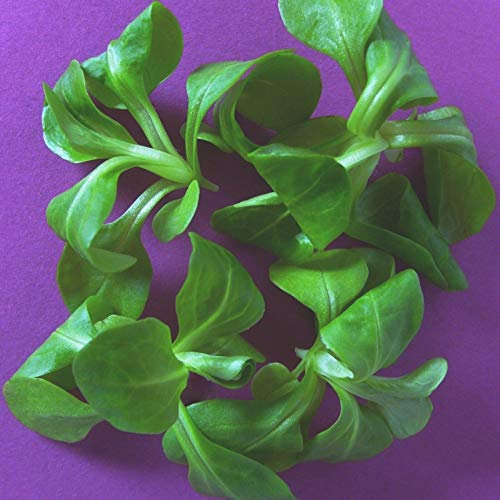 300 Seeds of Corn Salad/Lamb's Lettuce VIT