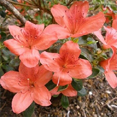 Japanese Azalea Orange Beauty of 9cm Pot Ideal Bonsai Theme : Seeds Only