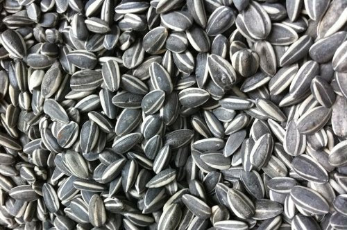 ungeschält Tournesol | 10kg pour oiseaux, pour oiseaux sauvages