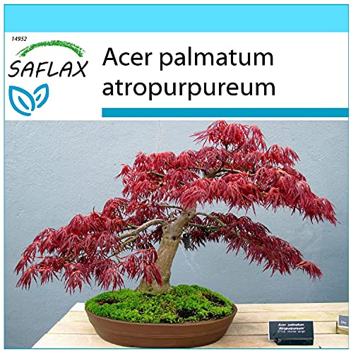 SAFLAX - Geschenk Set - Bonsai - Roter Fächerahorn - 20 Samen - Mit Geschenk- / Versandbox, Versandaufkleber, Geschenkkarte und Anzuchtsubstrat - Acer palmatum