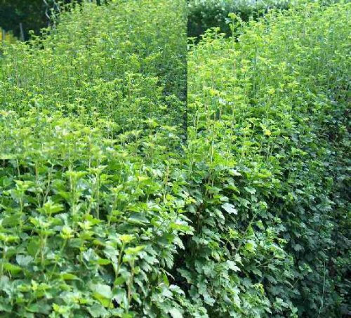 150 Stecklinge Zierjohannisbeere für 30 Meter Hecke