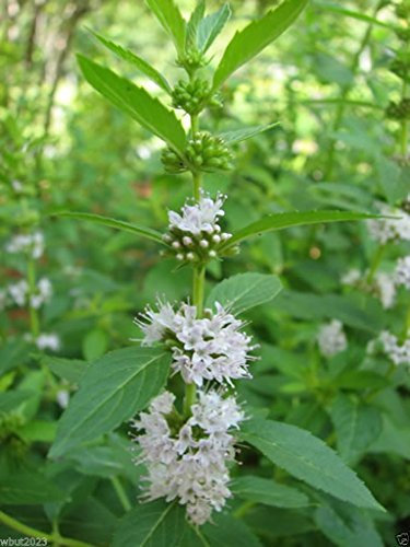 20 Semi menta selvatica Seeds (Mentha arvensis) AK Un Campo di menta, menta selvatica, mais Mint