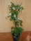 immergrüne dornlose Brombeere Rubus Thornless Evergreen 80-100 cm hoch im 2 Liter Pflanzcontainer