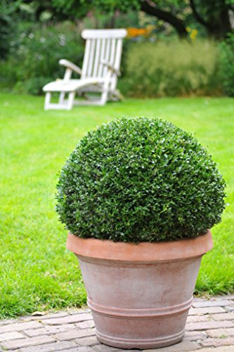 GARTEN SCHLÜTER® Ilex Dark Green® - Ilex crenata - 20 cm