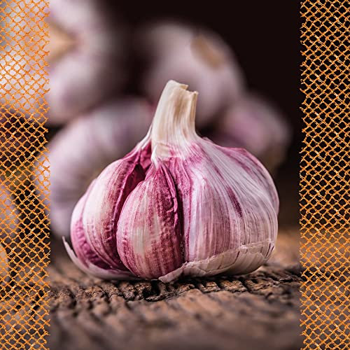 FLORTUS – Winterpflanzknoblauch XXL Violett de Lautrec 3 Knollen zertifiziertes Pflanzgut, kein Saatgut – Knollengröße 50-60 mm – winterhart, süß-scharfer Knoblauch aus Südfrankreich