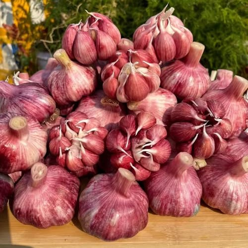 Semillas de ajo, Semillas de variedades antiguas comprar de invierno de jardín orgánicas 500pcs