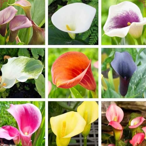 Calla Lily Bulbs Mix Golden Jade Carving Feels Beautiful Now Mixed Garden Crop for Planting Now UK Strong Plants That Grow Well