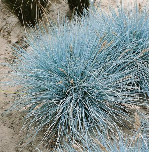 Festuca cinerea 'Uchte' 9x9 cm Topf – Winterhart, Mehrjährig, Pflegeleicht – Blau-Schwingel – Ziergras für Steingarten & Beet