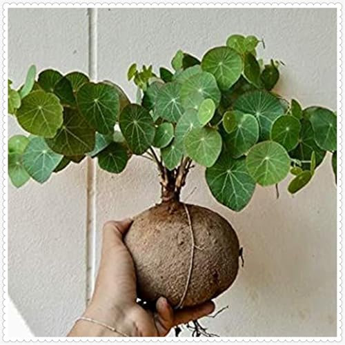 Stephania erecta Live Plant,Stephania erecta Bulb, Plants/Rhizome/Ornamental- Stephania erecta Bulbs, Rhizome Excellent Display Indoor Perennial Balcony Garden Bulbs -1Bulbs-D