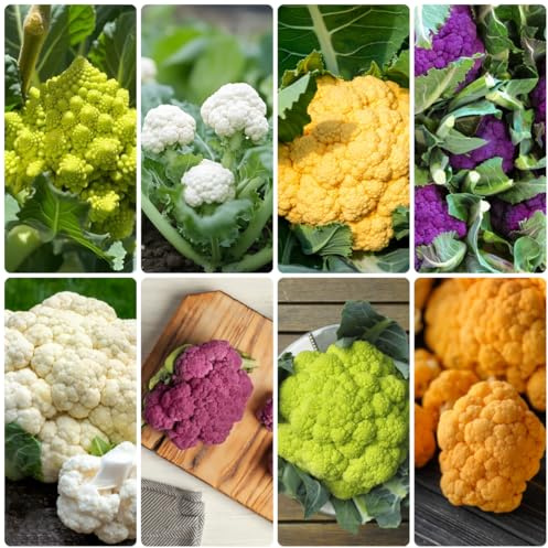 coliflor orgánica Camas elevadas el jardín semillas de coliflor en macetas resistentes semillas de hortalizas resistentes jardín perennes variedades raras 300semillas