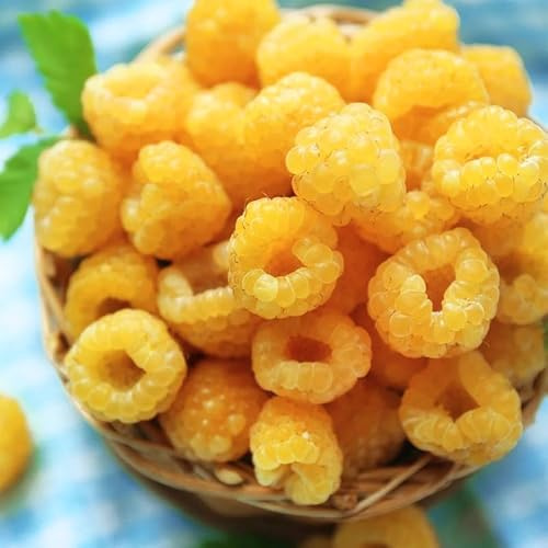 Pack 4 Raspberry Plants Live for Planting, Raspberry Bushes Live Plants 5 to 10 Inches Tall, Ever Bearing Raspberry Fruit Trees (Gold Raspberry)