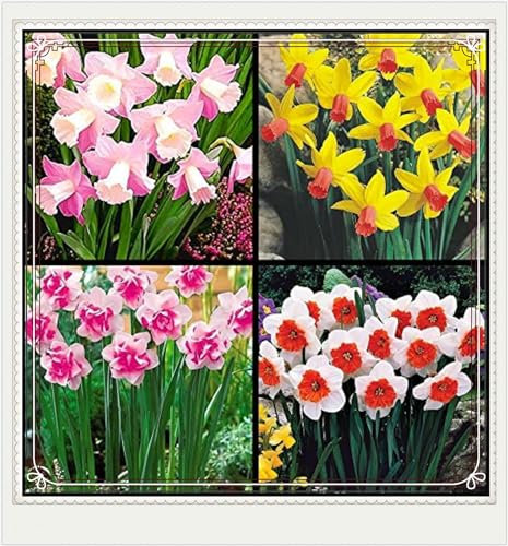 Daffodil Bulbs Narcissus Bulbs Narcissus Bulbs Dwarf Narcissus Flowers Ornamental Flowers,Wedding Flowers,Garden Flowers,Hardy Perennial-8bulbs-d