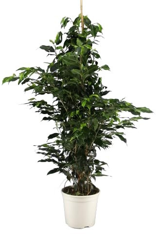 Ficus Benjamina Natural Árbol de Interior con Altura Impresionante de 100cm