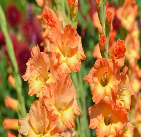 80 graines de fleurs de glaïeul