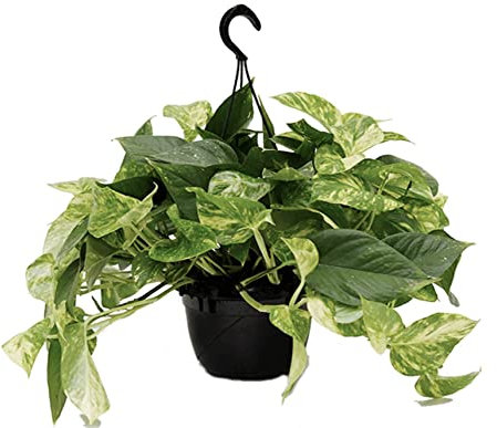 Golden POTHOS Scindapsus Epipremnum Aureum Devils Ivy Indoor Plant in 15cm hanging Pot