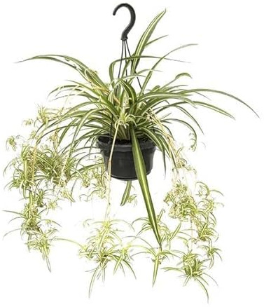 Grünlilie Chlorophytum Comosum Variegatum – Ø14cm – 55cm – Pflegeleichte Zimmerpflanze mit luftreinigender Wirkung – Buntblättrige Spinnenpflanze für Wohnzimmer, Büro & Schlafzimmer