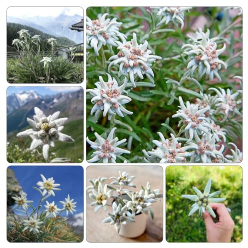 edelweiss - Decoración de jardín exteriores, balcón de jardín, interior raras Semillas sombra silvestres en el balcón 225semillas