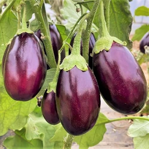 TomorrowSeeds - Indian Eggplant Seeds - 600+ Count - for 2026 Planting Brinjal Ratna Small Baby Round Egg Aubergine Eggplants Melongene Melanzana USA Garden Vegetable Grow Your Own Home Farm Patio