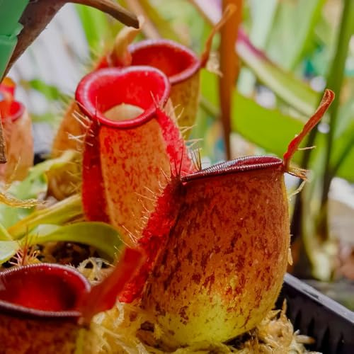 Semi di carnivora, Nepenthes mirabilis, resistenti da interno prodotti sostenibili semi di carnivore resistenti per il giardino verdi giardino 50pcs