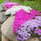 Semi di Phlox da tappeto - piante rare Phlox subulata - semi di prato fiorito perenni perenni piante perenni resistenti semi di copertura del terreno piante da balcone resistenti semi 800pcs