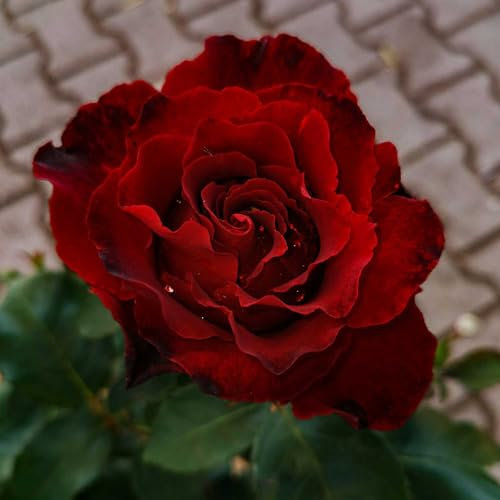 Hommage à Barbara ® delchifrou Edelrose im großen 7,5 ltr Topf