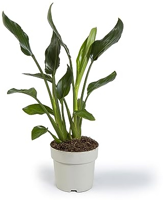 Cool Green - Planta natural interior - Ave del Paraíso