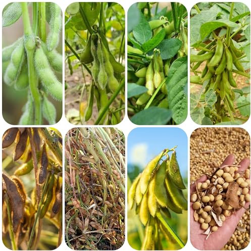 Sojabohnensamen gemüsesamen pflanztopf bonsai topf büropflanzen gemüsesaat balkonpflanzen winterhart zimmerbonsai bonsai pflanzendeko gemüsepflanzen topfpflanzen draußen winterhart 300pcs