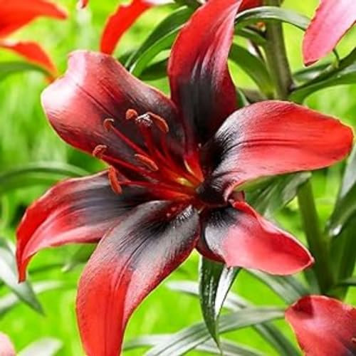 Lilium martagon zwiebeln,Winterharte,Lilien im topf,lilie riesen,lilien deko,lilien zwiebeln forever susan,lilie,duft lilien,lilien knollen,lilien zwiebeln winterhart mehrjährig.-2 zwiebeln-F