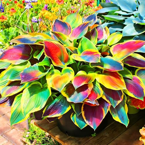 Mixrug Hosta Seeds for Planting, 300+pcs Rare Perennial Hosta Flower Seeds, Non-GMO Heirloom Long Blooming Plants Shaded Entry Pathway Flowers for Garden Outdoors