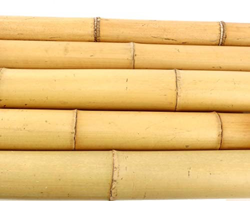 5er Set Bambusrohr gelb, Moso Bambus 300cm Gebleicht, Durch. 8-9cm - Bambusrohr der Sorte Phyllostachys pubescens sind EIN warmes und natürliches Material