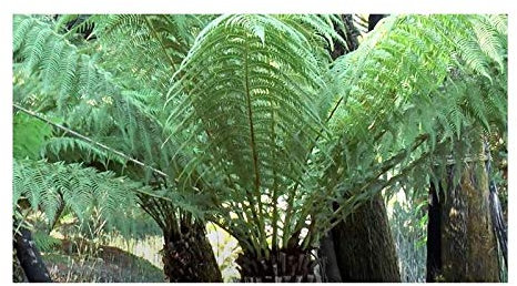 Pcs - 10x Dicksonia Antarctique Souple Fougère Arborescente Jardin Plantes - Graines B1192 - Seeds & Plants Shop by Ipsa