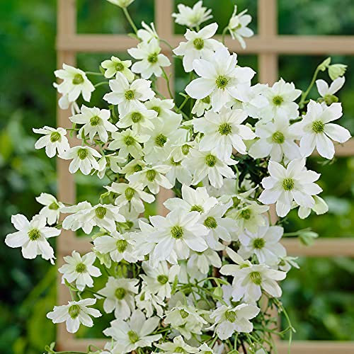 You Garden - 1 x Evergreen Climbing Clematis 'Early Sensation' in 7/9cm Pots - Hardy Perennial Vine Plants for Gardens - Trellis Flowering Climbing Plants in Pots