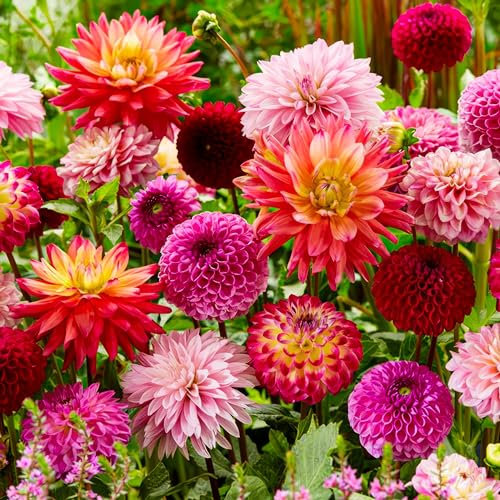 Bulbes de Dahlias Super Collection - 10 Tubercules Géants de Dahlias - Mélange de Bulbes de Fleurs des Pays-Bas - Véritables Grandes Plantes pour Jardin et Pots (pas de graines, non artificiels)