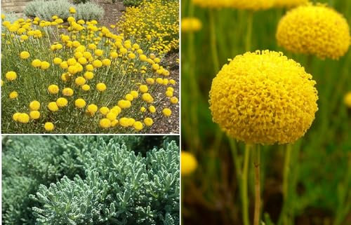 Cotton Lavender Santolina Rosmarinifolia 100+ Seeds