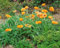 Papaver orientale 'Harvest Moon' ca. 11x11 cm Topf - Orientalischer Mohn, leuchtend orange Blüten, Blütezeit Mai-Juni, ideal für Rabatten, pflegeleicht