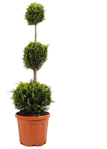 KENTIS - Cupressocyparis Leylandii Gold Rider - Drei Ball Zypresse - Echtr Pflanzen für Garten - Balkon Pflanze - Hoch 140-160 cm Topf Ø 30 cm