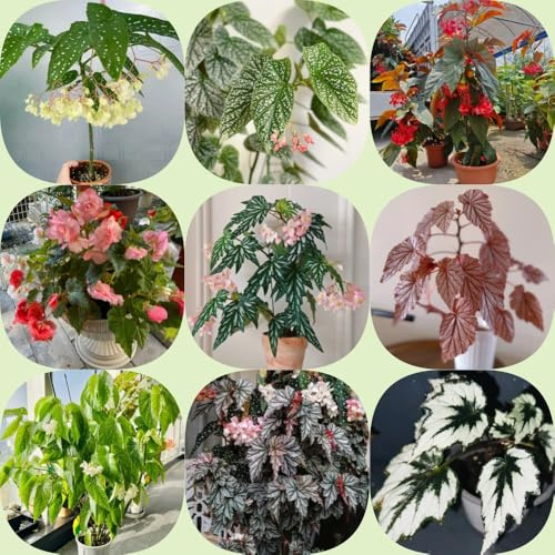 semillas de begonia de interior Begonia trucha resistentes jardineros lugares soleados decoración verano decoración sala estar 200pcs