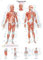 Erler Zimmer anatomische Lehrtafel, Triggerpunkte, Lehrmittel, 70x100cm