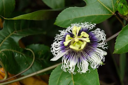 Passiflora Edulis Maracuja pianta rampicante in vaso ø9 cm Vivaio di Castelletto