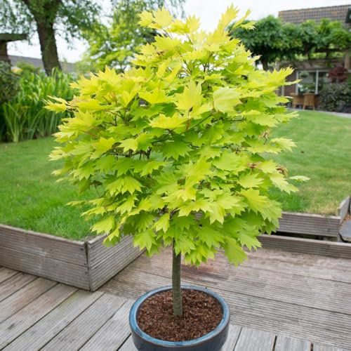 YouGarden Japanese Maple Tree, Acer Shirasawanum 'Jordan' in 3L Pot, 40-50cm Tall Established Garden Plant, Ready to Plant in Garden or Patio Pot