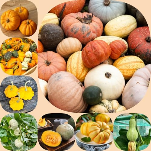 Semillas de calabaza - extraño balcón invernadero de jardín exótico regalos sostenibles semillas jardín del balcón variedades antiguas calabaza ornamental 600pcs