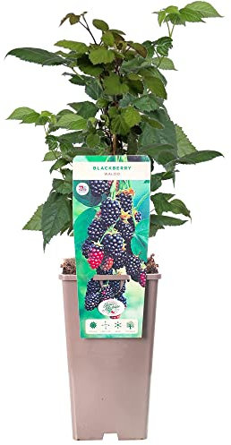 BlackBerry Rubus Waldo | Deciduous Compact Fruit Plant Shrub | 30-50cm Potted