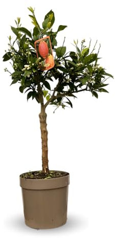 Attitude Jardin - Citronnier rosso - agrume méditerranéen - arbre fruitier - 75-85 cm - ⌀ 22 cm