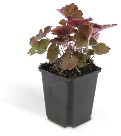 Trendyplants - Heuchera micrantha 'Palace Purple' – 12 unidades – Campanilla lila – resistente al invierno – Altura 20 – 30 cm – Tamaño de maceta Ø 9 cm